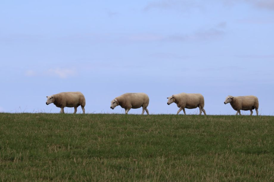Die Psychologie der Börse